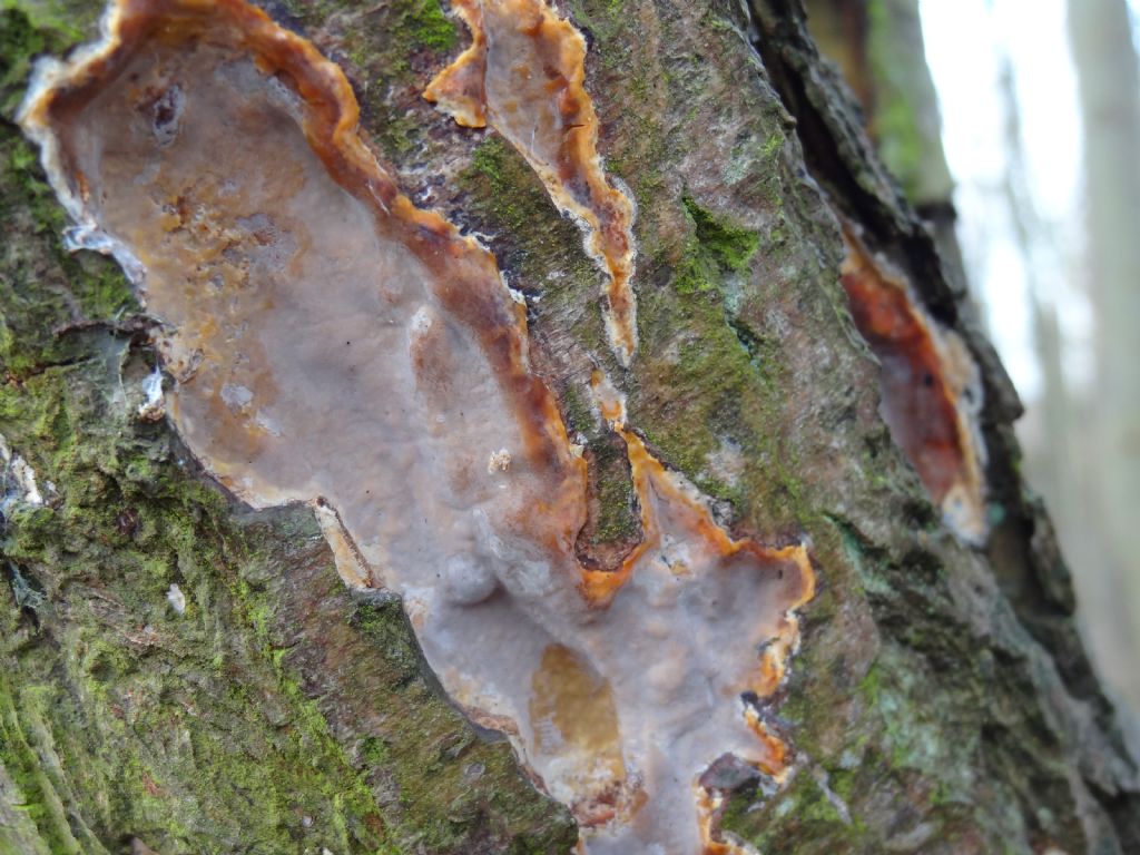 Odore particolare (Scytinostroma hemidichophyticum)